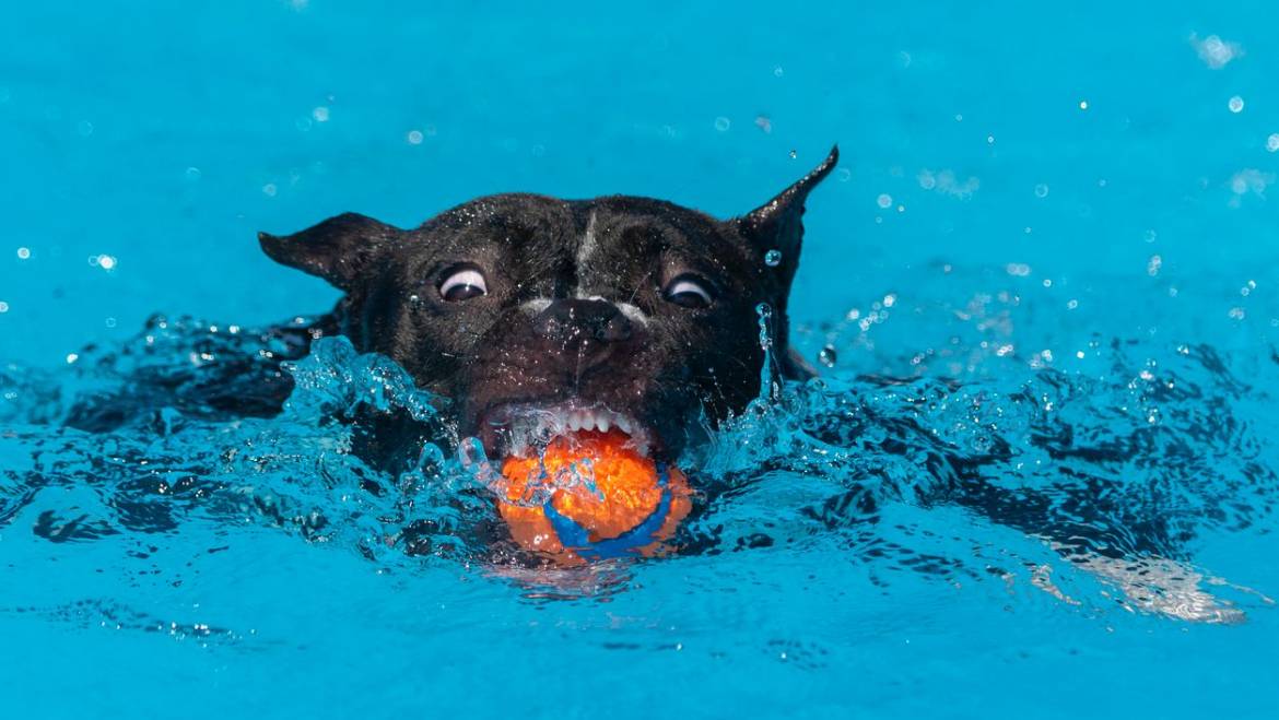 How Hot Is Too Hot to Walk Your Dog?