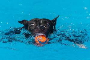 dog day care barnes
