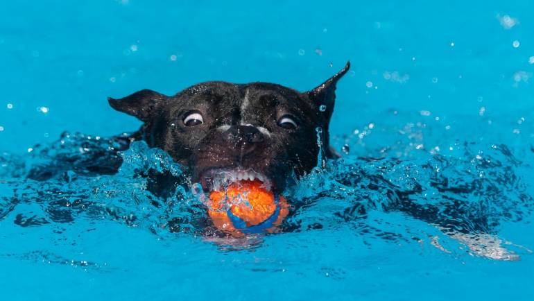 How Hot Is Too Hot to Walk Your Dog?