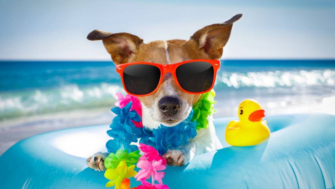 Dog Walking in Hot Weather: Top Safety Tips