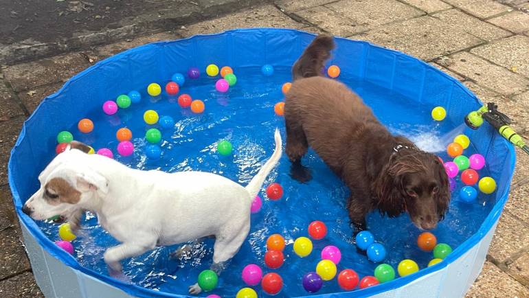 10 Easy Ways to Keep Your Dog Cool This Summer