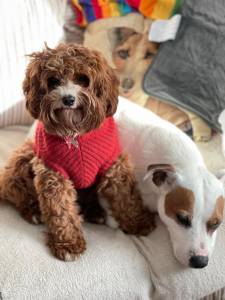 dog boarding sout west london