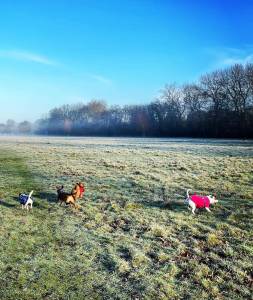 dog daycare in wimbledon