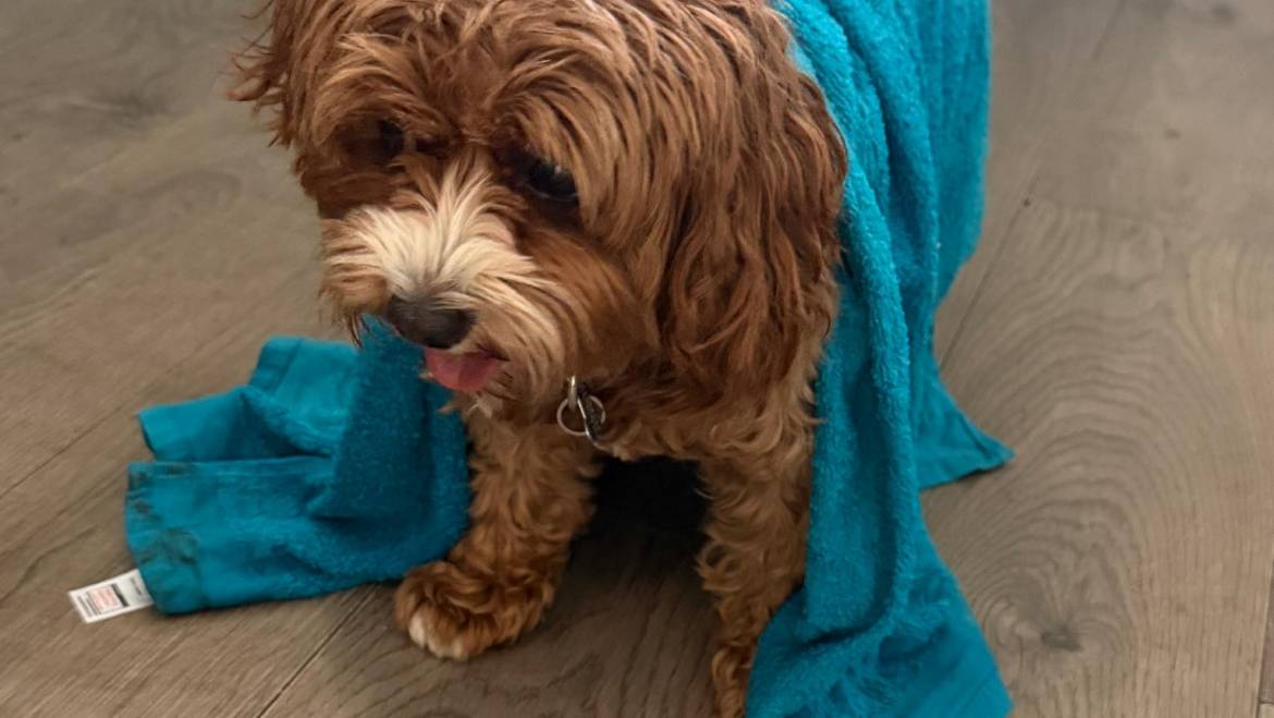Can Dogs Get Heatstroke?