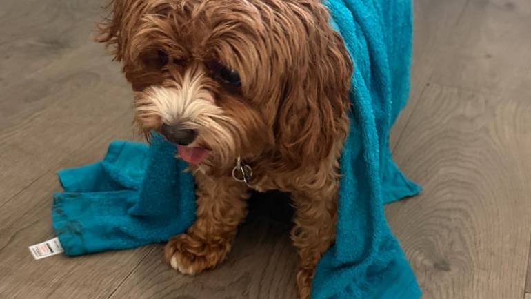 Can Dogs Get Heatstroke?