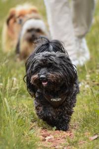 Dog walking Morden