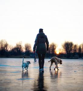 dog walking in wimbledon