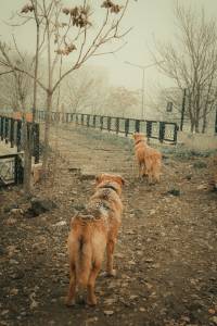 dog walker in barnes