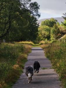 dog daycare in roehampton