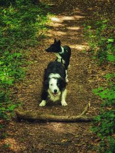 dog walking in roehampton