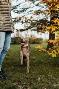 dog daycare in putney