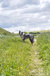 dog walker earlsfield